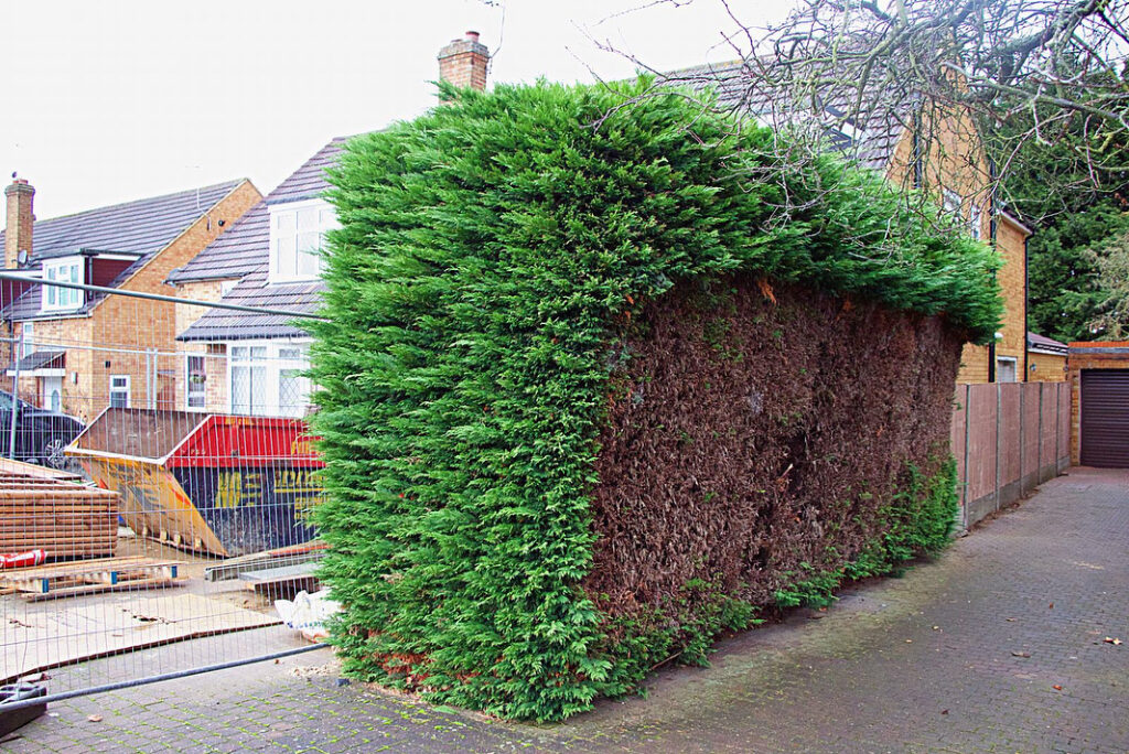 Conifer