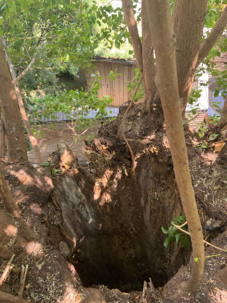 Decay and rot in tree
