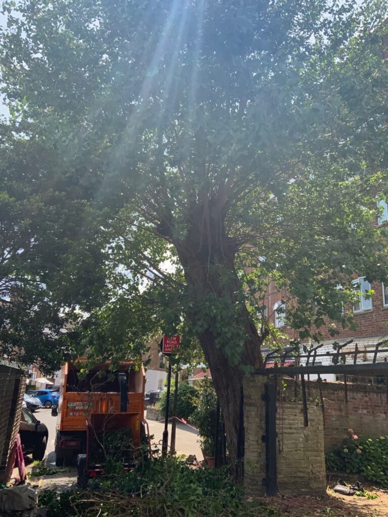 Large dangerous tree removal