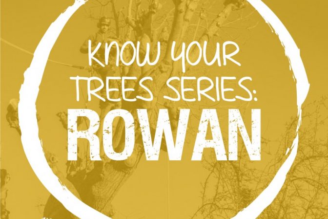 The Rowan