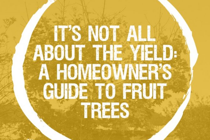 It’s not all about the yield: a homeowner’s guide to fruit trees