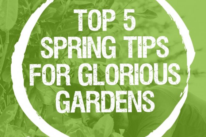 Spring :  Top 5 Tips for a Glorious Garden this Season