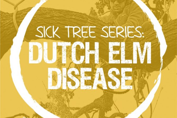 Dutch elm disease (DED), the story of a sickness that almost wiped out Britain’s Elm population