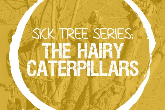 Sick Series: The hairy caterpillars that are as harmful to us as our plants