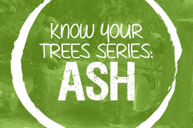 The Ash Tree