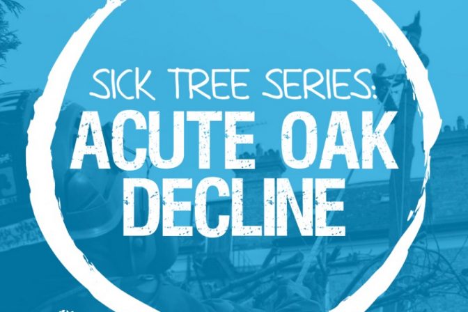 Sick Series: Acute Oak decline