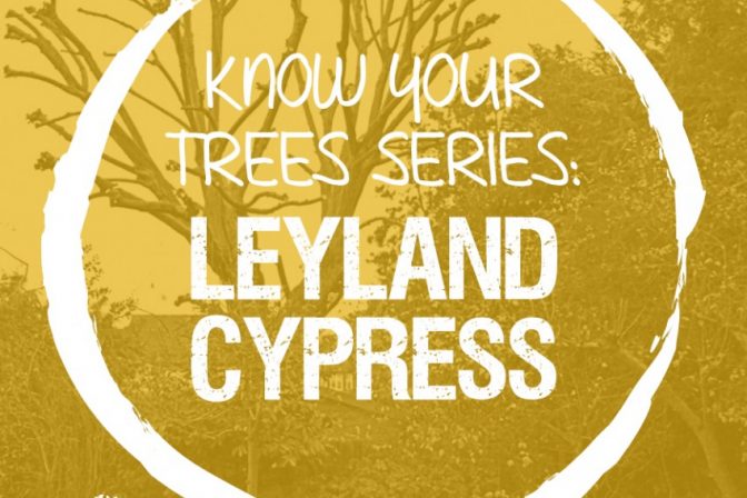 Leyland Cypress