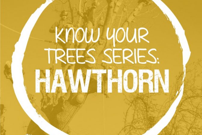 Hawthorn