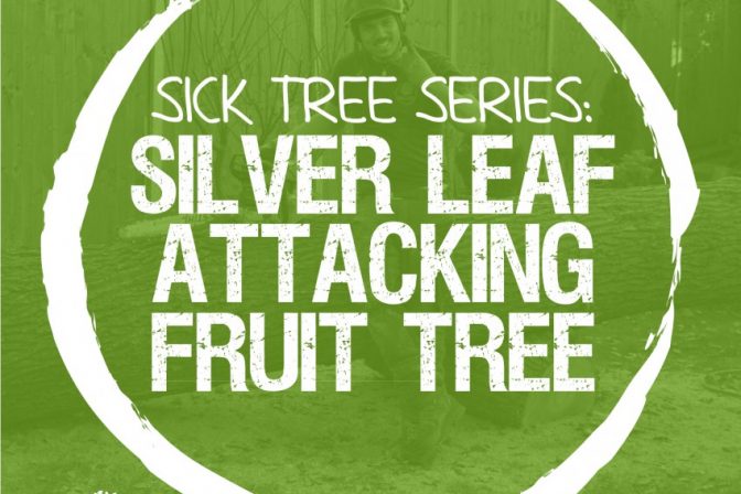 Sick Series: Silver leaf attacking fruit varieties