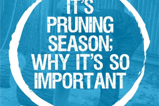 Tips and Learning: Why is it so important to prune your trees in winter?