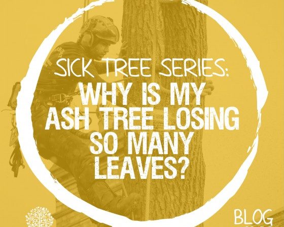 Sick Tree Series: Why is my ash tree losing so many leaves?