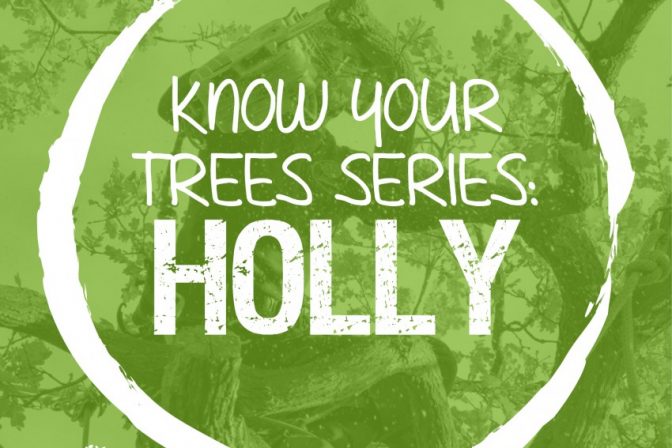 The Holly Tree