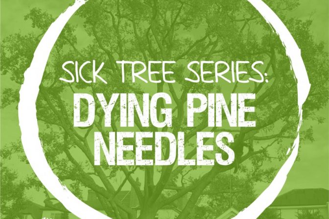 Sick Series: Why do the needles on my pine look like they’re dying?