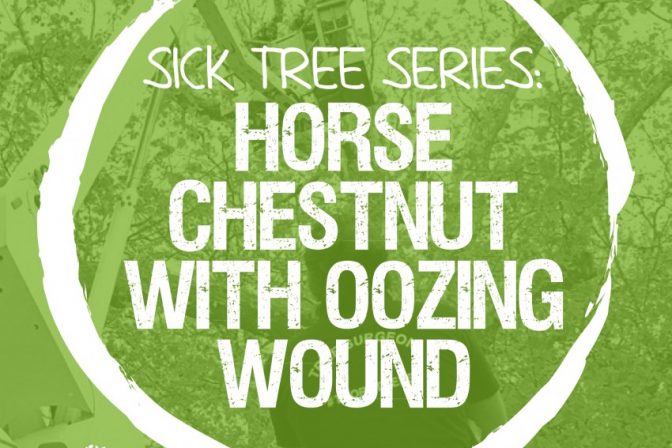 Sick Series: Is the oozing wound on my horse chestnut infectious or dangerous?