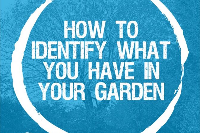 How to identify what you have in your garden