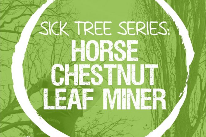 Sick Series: Horse chestnut leaf-mining moth