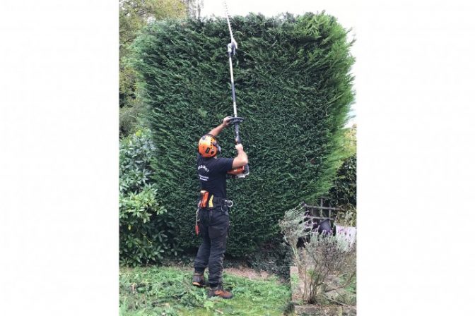 How to care for your Leylandii Conifer