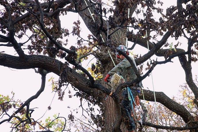 Pruning a fire damaged Oak