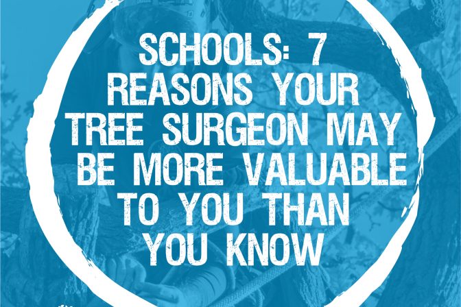 School: 7 reasons your tree surgeon may be more valuable than you know