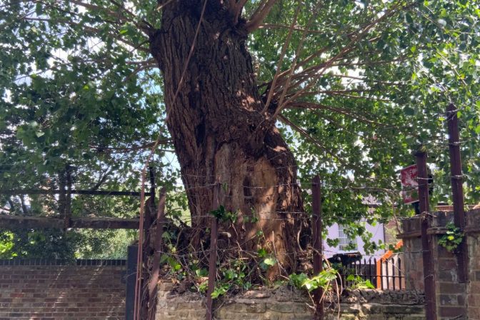 🌳❌THANK GOD we checked!!.. ❌🌳