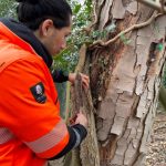 Thors Trees Arborist