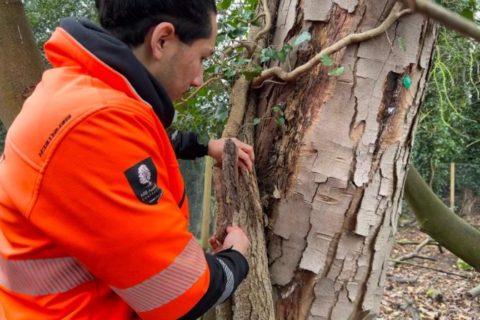 Dutch Elm Disease: How to Spot It Before It’s Too Late
