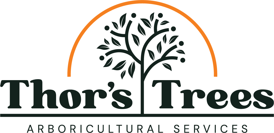 Expert Tree Surgeons in North London | Thor's Trees