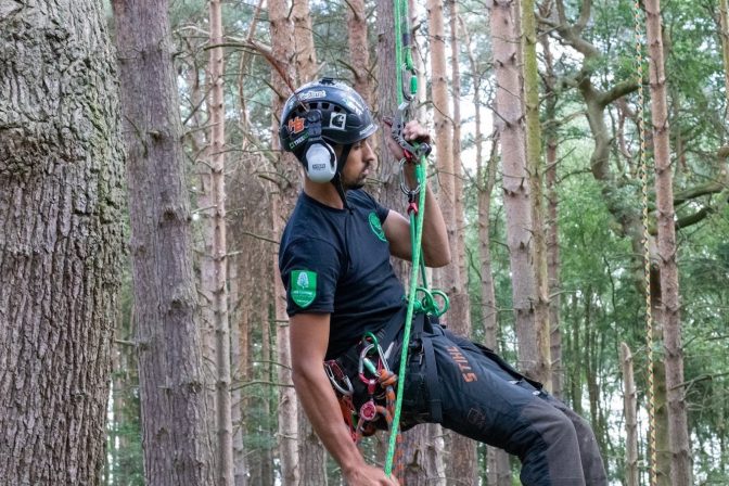 What Is Tree Surgery and Why Do Trees Need It? 