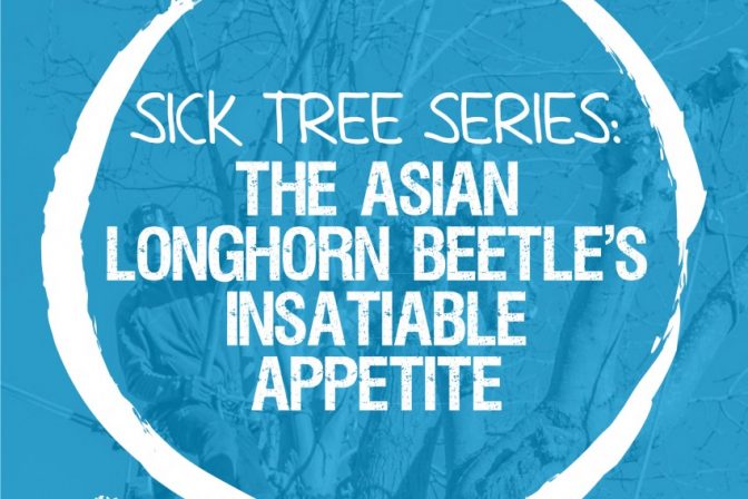 Sick Series: The Asian longhorn beetle’s insatiable appetite
