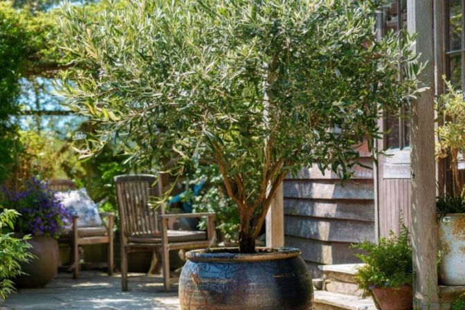 Expert Guide to Planting an Olive Tree