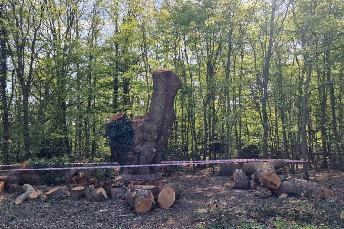 Felled Without Warning: The 300–500-Year-Old Ancient Oak Tree Cut down in Whitewebbs Park